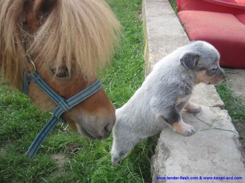 Australsk� hon�ck� pes