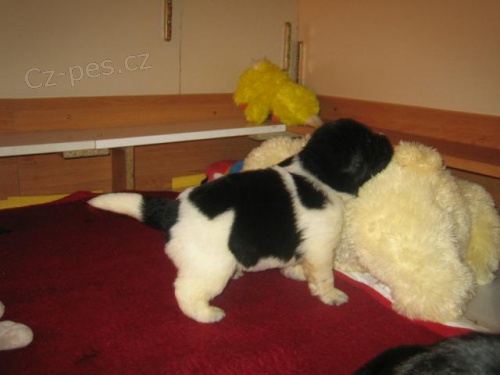 Novofundlandsk� pes s PP