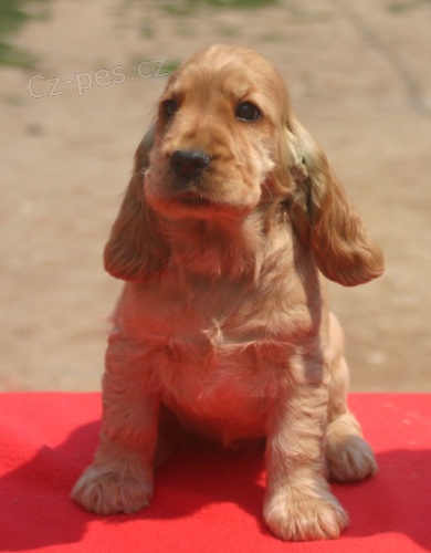 ANGLICK� KOKR�PAN�L