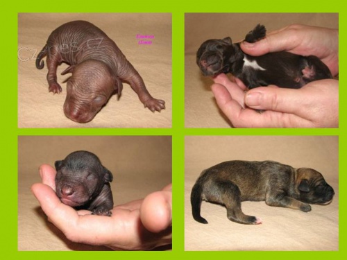 PERU�NSK�  NAH��