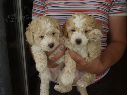 Pudl trpasli�� bez PP