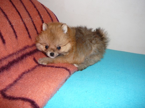 N�meck� �pic trpasli�� bez PP