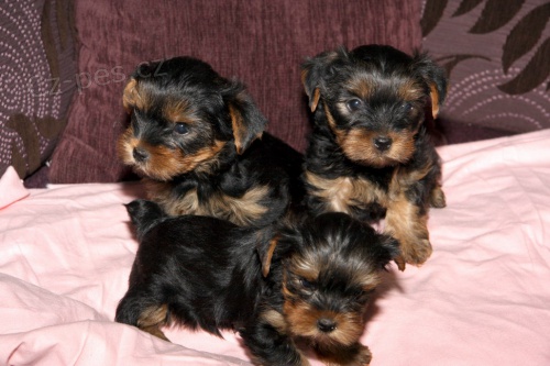 Prod�m �t��ata jork��r� bez PP.