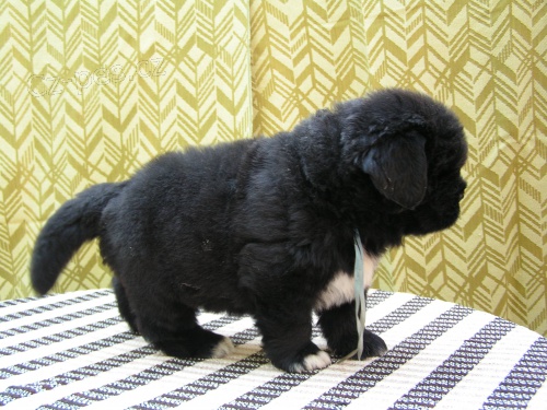 Novofundlandsk� pes