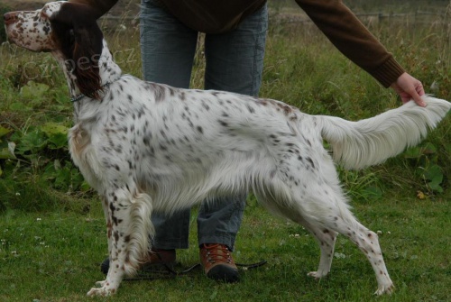 Anglick� setr - �t��ata