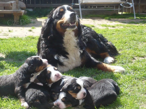 prod�m �t���tka Bernsk�ho sala�nick�ho psa