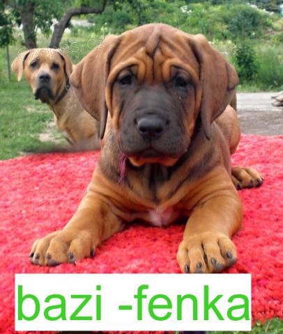 �t���tka Tosa Inu v�prodej