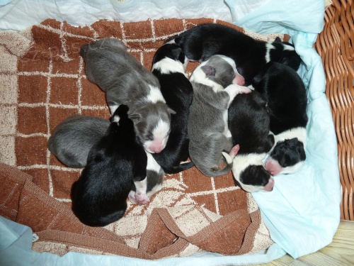 Prod�m �t���tka border kolie s PPPr�kaz p�vodu psaProd�m �t�n�