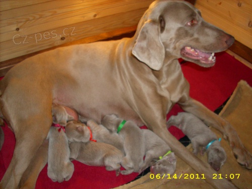 V�marsk� oha�- �t��ata