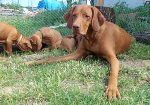 Ma�arsk� oha� kr�tkosrst� - �istokrevn� �t���tka - Brno