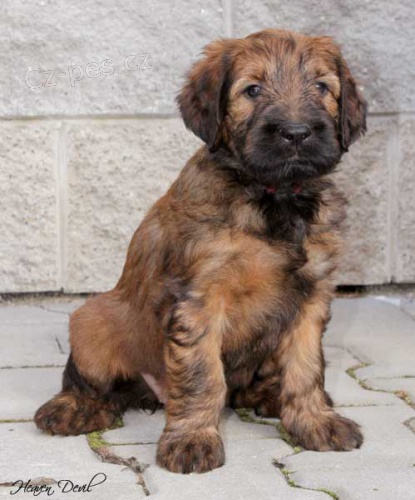 Briard - plav� �t��ata