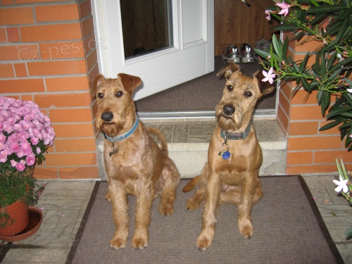 �t��ata irsk�ho teri�ra