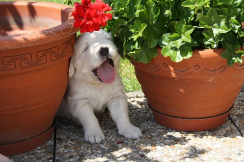 Golden Retriever �t��ata s PP