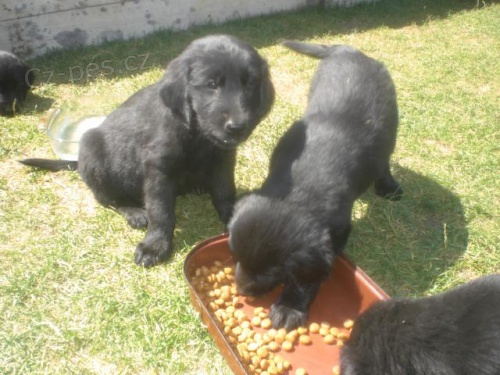 �ern� �t��ata retr�vr� (FCR) s PP