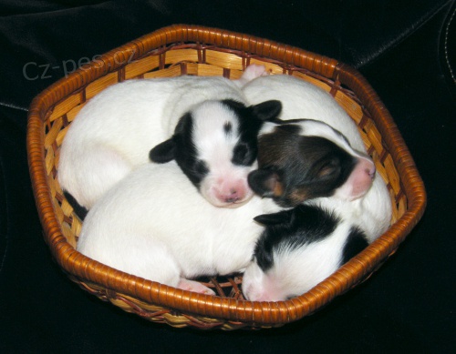 Prod�me �t��ata