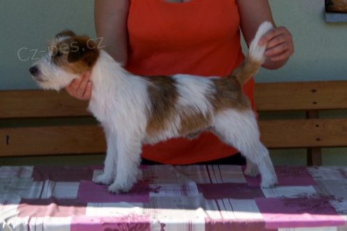 JRTs PP - levn�!!!