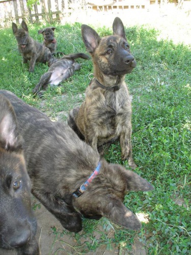 Posledn� �t���tka Holandsk�ho ov��ka!