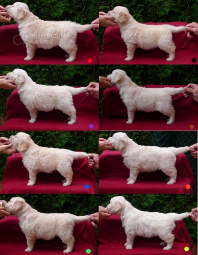 �t���tka Zlat�ch retriever� s pp !!!