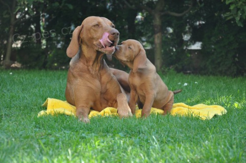 �t��ata MOK ( vizsla)