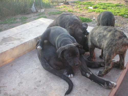 Kon�rsk� doga-Dogo Canario