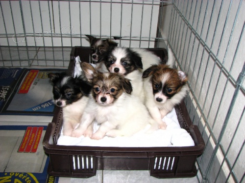 Papillon - �t���tka