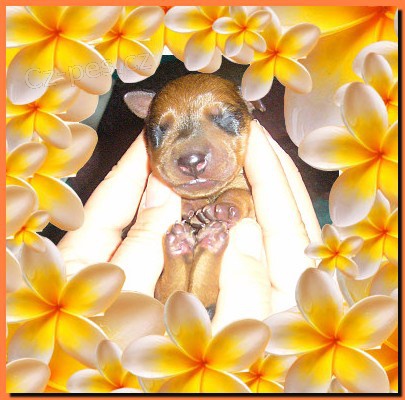 N�meck� pin� s PP