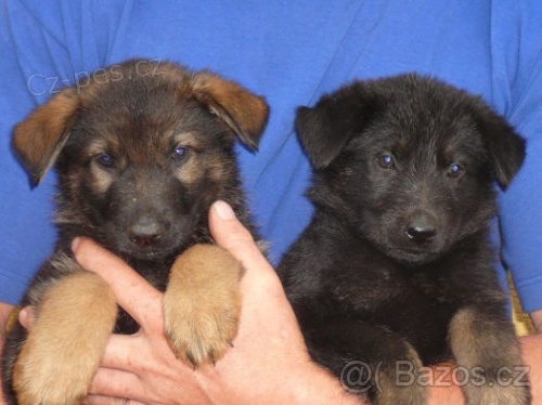 N�meck� ov��k-�t��ata bez PP