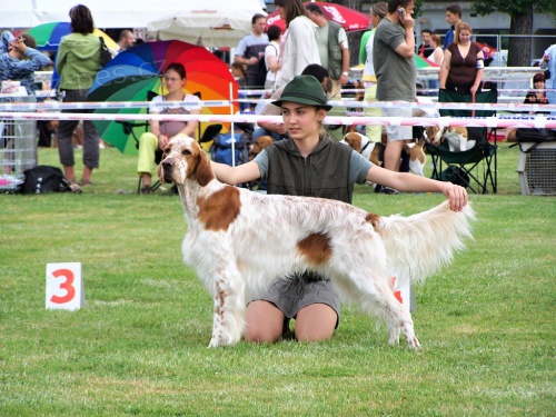 �t��ata anglick�ho setra