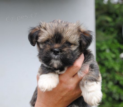 kr�sn� �t���tka lhasa-apso