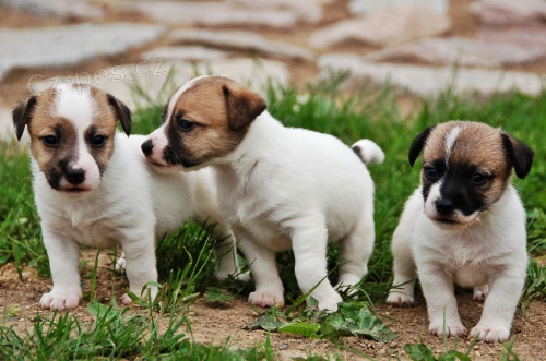 Jack a Parson Russell teri�r