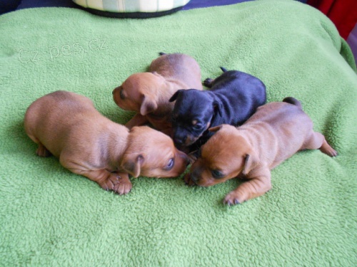 Trpasli�� pin�