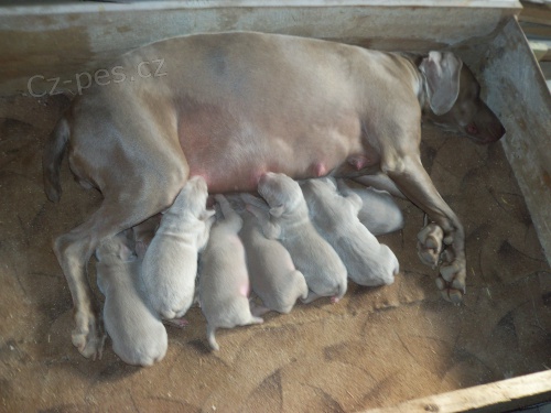 Prod�m �t��ata VOK