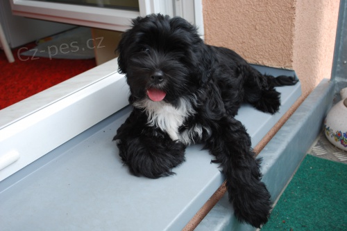 Tibetsk� teri�r s PP