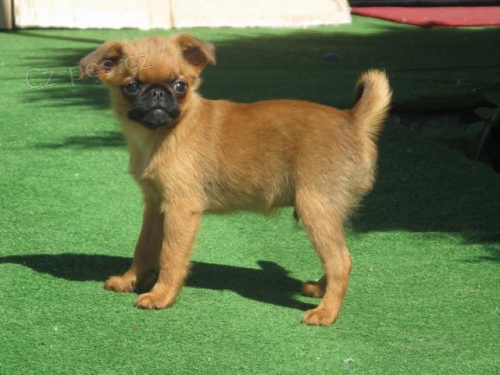 Brabant�k �t��ata s PP