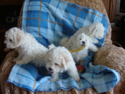 Prod�m �t��ata bi�onk� bez PP