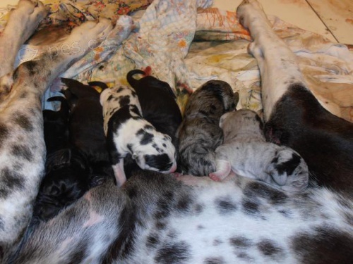 N�meck� doga - �t��ata s PP