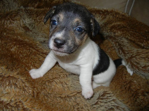 PEJSEK JACK RUSSELL TERIER - PO RODI��CH S PP, HLADKOSRST�