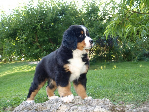 �t��ata BSP s PP