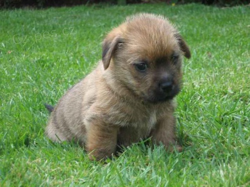 Norfolsk� teri�r