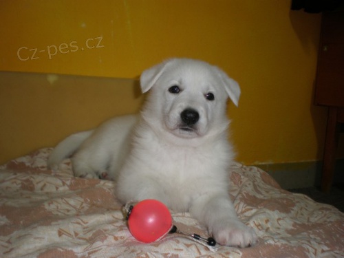 B�L� �V�CARSK� OV��K