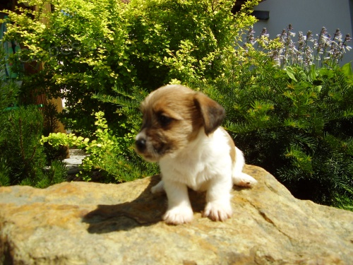 Jack Russell Terrier hol�i�ka s PP