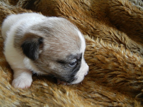 LUXUSN� FENE�KA JACK RUSSELL TERIER - BICOLORN�, HLADKOSRST�, PO RODI��CH S PP