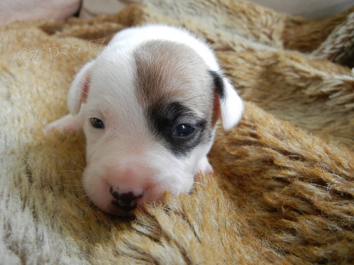 KR�SN� FENE�KA JACK RUSSELL TERIER - PO PAP�ROV�CH RODI��CH
