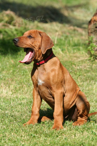 Rhod. ridgeback - pejsek