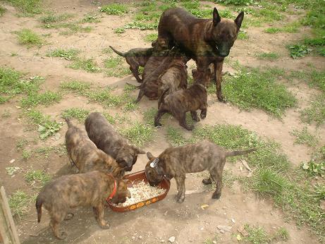 N�dhern� �t���tka HHK