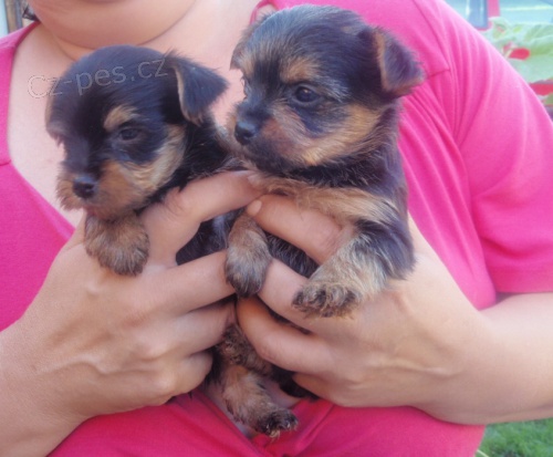 Jork��rsk� teri�r