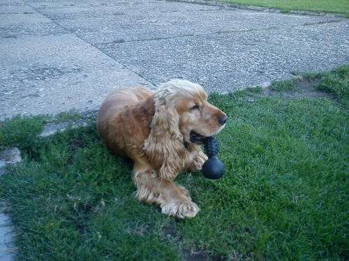 Zlat� kokr�pan�l