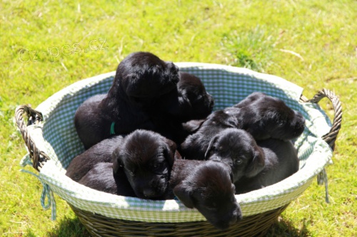 Kn�ra� velk� �ern�