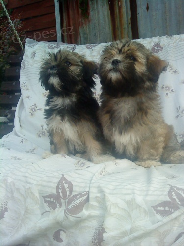 kr�sn� �t���tka lhasa-apso