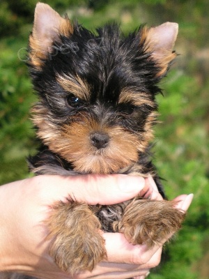 �t��ata jork��rsk�ho teri�ra